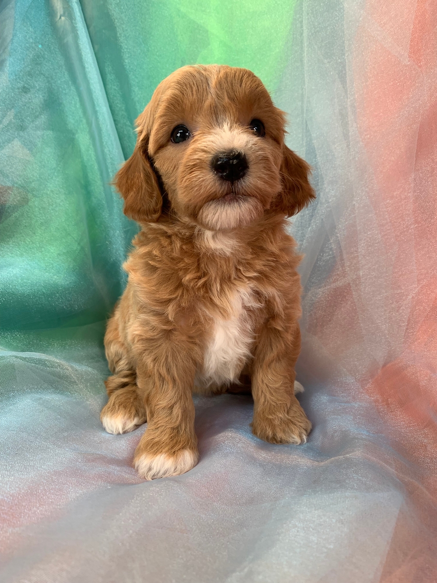 Female Bichon Poo, DOB 6-18-2022